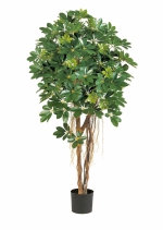 Natural Schefflera Umbrella groen 110cm